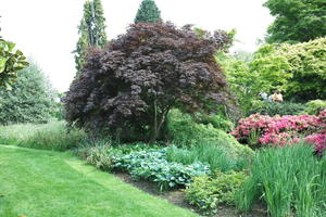 bush, day, England, eye level view, garden, natural light, park, plant, The United Kingdom, Woking