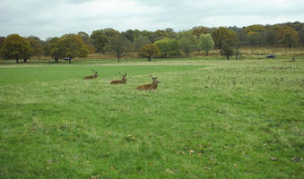 afternoon, autumn, cloudy, day, deer, England, eye level view, grass, lawn, open space, outdoors, park, The United Kingdom, treeline, vegetation, Wimbledon