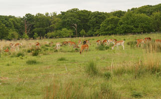 day, deer, diffuse, diffused light, England, eye level view, grass, London, natural light, park, spring, The United Kingdom, treeline