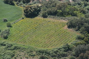 aerial view, Andalucia, day, field, grass, Ronda, Spain, summer, sunny, tree