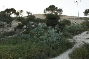 Alicante, cactus, dusk, eye level view, Spain, tree, Valenciana, vegetation