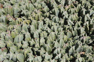 cactus, Canarias, close-up, day, elevated, evergreen, Spain, succulent plant, summer, sunny