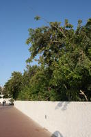 Agadir, autumn, day, eye level view, Morocco, street, sunlight, sunny, sunshine, tree, vegetation, wall