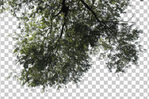 below, branch, broad-leaf tree, broad-leaved tree, cutout, cutout trees, day, summer, sunny