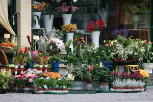 day, eye level view, florist, flower, France, Picardie, potted plant, retail