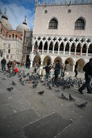 bird, building, day, eye level view, Italia , Piazza San Marco, pidgeons, square, Veneto, Venice