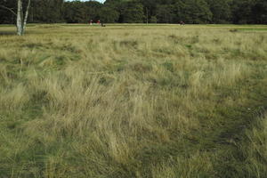 autumn, bright, day, England, eye level view, field, grass, London, park, The United Kingdom, vegetation