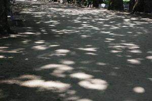 day, eye level view, ground, lowered, park, Porto, Porto, Portugal, shady, spring, sunny