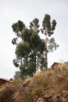 below, day, natural light, Peru, Puno, spring, tree