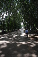 Australia, day, eye level view, New South Wales, park, path, summer, Sydney, tree, vegetation