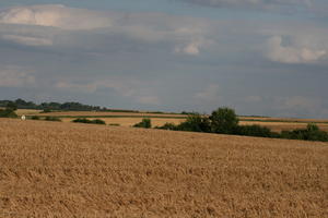 Bourgogne, crop, day, Dijon, eye level view, field, France, natural light, tree