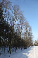 afternoon, bright, coniferous, day, deciduous, eye level view, Poland, snow, sunny, tree, Wielkopolskie, winter, woodland