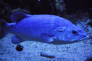 aquarium, artificial lighting, backlit, close-up, fish, Monaco, Monte Carlo, Monte-Carlo, museum, orthogonal