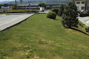 bush, day, direct sunlight, eye level view, grass, Italia , lawn, shrub, spring, sunny, Toscana