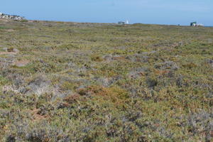 autumn, Canarias, day, eye level view, Las Palmas, shrubbery, shrubland, Spain, sunny