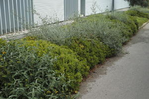 bush, Croatia, day, diffuse, diffused light, eye level view, flowered bush, natural light, shrub, spring, Zadar, Zadarska