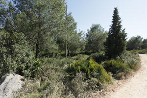 bright, bush, coniferous, cypress, day, Denia, eye level view, greenery, park, shrub, Spain, spring, sunny, Valenciana