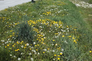 above, Croatia, day, grass, grassland, spring, sunny