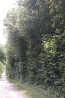 Beaugency, Centre, day, eye level view, forest, France, natural light, road, tree