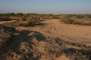 autumn, bush, day, desert, direct sunlight, Essaouira, eye level view, Morocco, natural light, sunlight, sunny, sunshine, vegetation