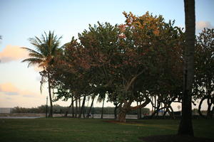 dusk, eye level view, Florida, Miami, palm, park, The United States, tree, tropical, vegetation, winter