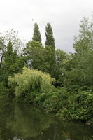 Abingdon, bush, day, England, eye level view, garden, natural light, park, pond, shrub, summer, The United Kingdom, tree, weeping willow