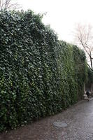 ambient light, day, diffuse, diffused light, eye level view, ivy, natural light, Switzerland, vegetation, wall, winter