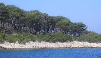 beach, bush, Croatia, day, eye level view, greenery, landscape, natural light, nature, outdoors, seascape, sunny, tree, vegetation, wilderness