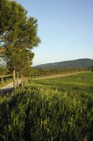 day, eye level view, field, grass, Italia , Siena, spring, sunny, Toscana, treeline