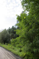 autumn, broad-leaf tree, broad-leaved tree, day, diffuse, diffused light, eye level view, forest, Kopanica, natural light, Poland, road, treeline, Wielkopolskie