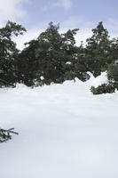 below, coniferous, day, diffuse, diffused light, evergreen, France, Greolieres, hill, Provence Alpes Cote D