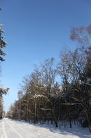 afternoon, bright, day, deciduous, eye level view, Poland, snow, sunny, tree, Wielkopolskie, winter