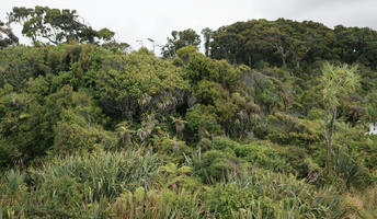 below, day, diffuse, diffused light, natural light, New Zealand, overcast, summer, tropical, vegetation, West Coast, woodland