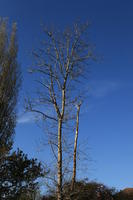 below, day, England, London, natural light, park, sunny, The United Kingdom, tree