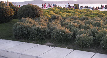 afternoon, bush, day, direct sunlight, eye level view, garden, greenery, plant, shrub, summer, sunlight, sunset, sunshine, vegetation