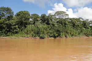 day, eye level view, Madre de Dios, Peru, river, shrub, summer, sunny, treeline, tropical