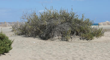 Canarias, day, direct sunlight, dunes, eye level view, Las Palmas, shrub, Spain, spring, sunny