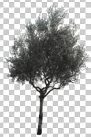 afternoon, ambient light, broad-leaf tree, broad-leaved tree, cloudy, cutout, cutout plants, day, diffuse, diffused light, evergreen, eye level view, natural light, Olea europaea, olive, overcast, tree, winter, young