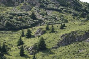 day, elevated, mountain, natural light, pine, Switzerland, Switzerland, tree, vegetation