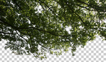 below, broad-leaf tree, broad-leaved tree, cutout, cutout plants, cutout trees, day, summer, sunny, tree