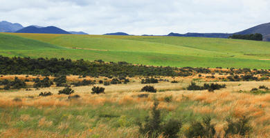 day, diffuse, diffused light, eye level view, field, hill, natural light, New Zealand, overcast, shrubland, summer