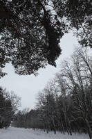 branch, eye level view, forest, overcast, Poland, snow, tree, Wielkopolskie, winter, Wolsztyn