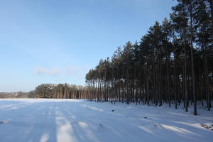 afternoon, bright, coniferous, day, eye level view, Poland, shady, snow, sunny, tree, treeline, Wielkopolskie, winter, woodland