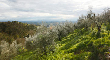 day, elevated, Firenze, grass, hill, Italia , olive, spring, sunny, Toscana, tree