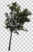 broad-leaf tree, broad-leaved tree, cutout, cutout trees, day, diffuse, diffused light, eye level view, summer