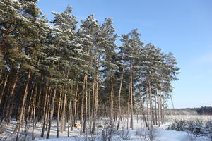 afternoon, bright, coniferous, day, eye level view, Poland, snow, sunny, tree, Wielkopolskie, winter, woodland