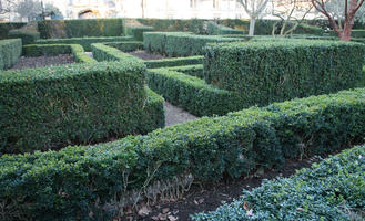 day, England, eye level view, garden, hedge, Oxford, The United Kingdom, vegetation, winter