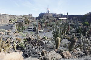 cactus, Canarias, day, elevated, evergreen, park, Spain, succulent plant, summer, sunny