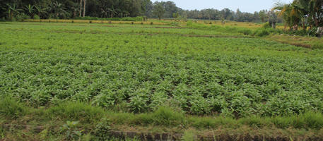 Bali, crop, day, eye level view, field, Indonesia, plant, summer, sunny