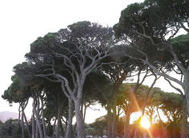 autumn, coniferous, day, dusk, eye level view, France, Mandelieu-la-Napoule, parasol pine, pine, Provence Alpes Cote D